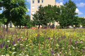 Foto-1_VKSz_housing-estate-flowers-Za-ipop.si_